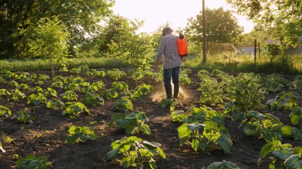 Farmer Spraying Pesticide Sprayer Garden Farm Vegetable Garden Spraying Crop — Stock video