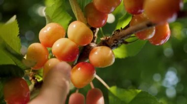 Olgun, tatlı, vişneli el temizliği. Sarı tatlı kiraz ağacı kiraz dalları toplama mevsimi. Meyve ağacı, meyve çiftliği, hasat bahçesi meyve topluyor.