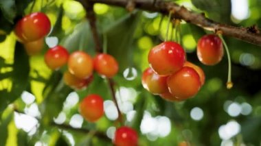 Olgun, tatlı, vişneli el temizliği. Sarı tatlı kiraz ağacı kiraz dalları toplama mevsimi. Meyve ağacı, meyve çiftliği, hasat bahçesi meyve topluyor.