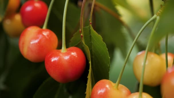Dojrzałe Słodkie Wiśnie Zbierając Rękę Zbliżenie Żółty Słodki Wiśnia Drzewo — Wideo stockowe
