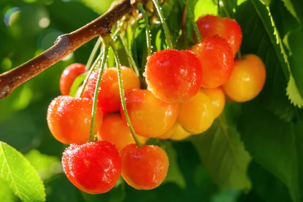 Érett Édes Cseresznyefa Csokor Cseresznye Csepp Víz Rainier Cseresznye Betakarítás — Stock Fotó
