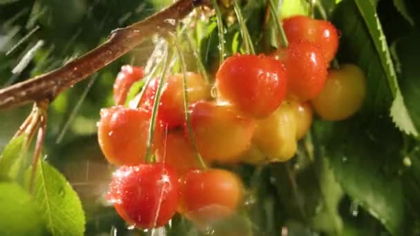 Rama Frutal Madura Jardín Lluvia Cerezo Dulce Gotas Lluvia Verano — Vídeos de Stock