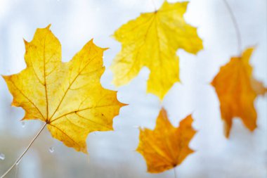 Sarı yapraklı sonbahar penceresi sonbahar yağmuru arka plan sonbahar mevsimi. Pencere camına düşen yaprak yağmur gibi yağar sonbahar yağmur damlaları gibi. Sarı akçaağaç yaprakları ıslak camda. Akçaağaç arka planı. Eylül. Ekim