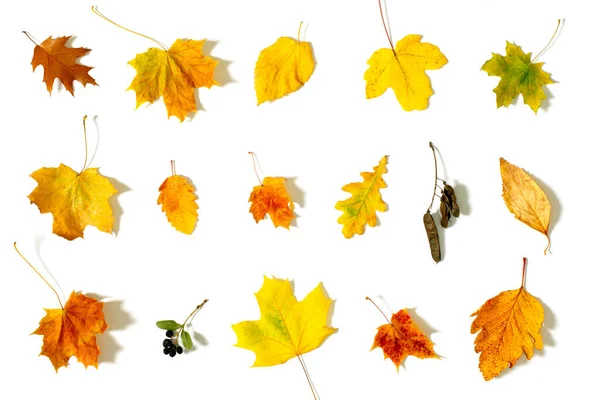 Плоский Дизайн Осенью Устанавливает Листья Белом Фоне Осенью Листья Изолированы — стоковое фото