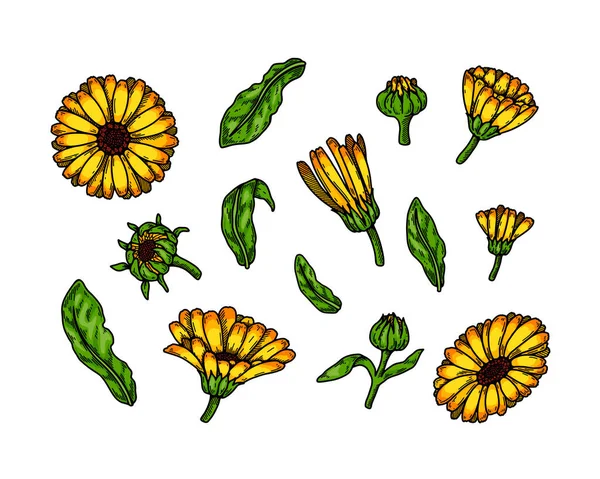 Set Von Handgezeichneten Ringelblumen Isoliert Auf Weißem Hintergrund Vektorillustration Farbigem — Stockvektor