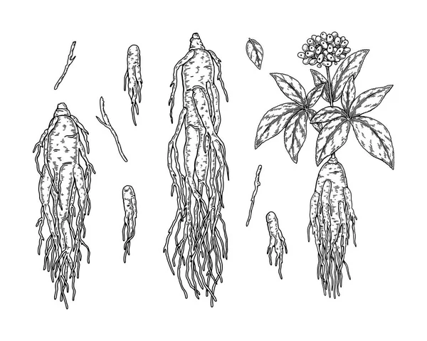 손으로 은행나무 뿌리에 나뭇잎 열매가 배경에 분리되어 포장을 스케치 스타일의 — 스톡 벡터