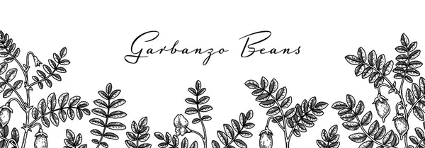 Handgezeichnete Kichererbsen Botanik Hintergrund Vektorillustration Skizzenstil Verpackungsdesign — Stockvektor