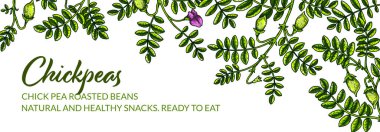 Renkli yatay nohut tasarımı. Renkli çizim tarzında el çizimi çizimi. Paketleme, etiket, pankart, poster için botanik tasarımı