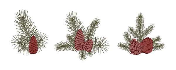Szett Karácsonyi Botanika Kompozíciók Fenyőágakkal Tobozokkal Vektor Illusztráció Vázlat Stílusban — Stock Vector