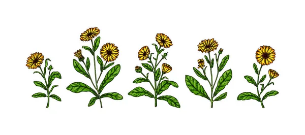 Zestaw Ręcznie Rysowanych Roślin Calendula Kwitnących Izolowanych Białym Tle Ilustracja — Wektor stockowy