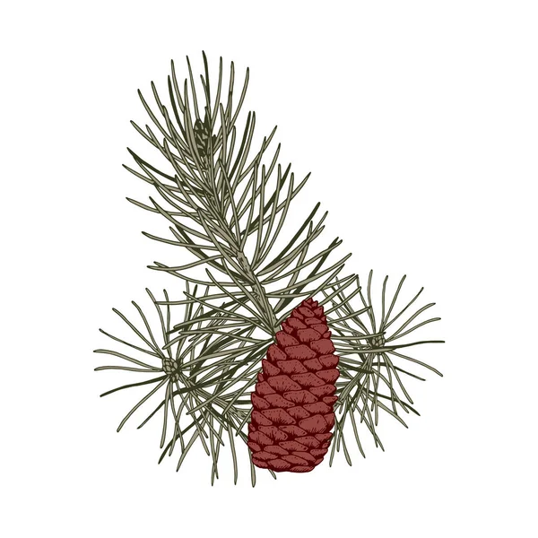 Різдвяна Ботанічна Композиція Гілками Соснового Дерева Шишками Векторні Ілюстрації Стилі — стоковий вектор