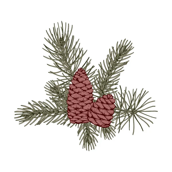 Рождественская Ботаническая Композиция Сосновыми Ветвями Шишками Векторная Иллюстрация Стиле Эскиза — стоковый вектор