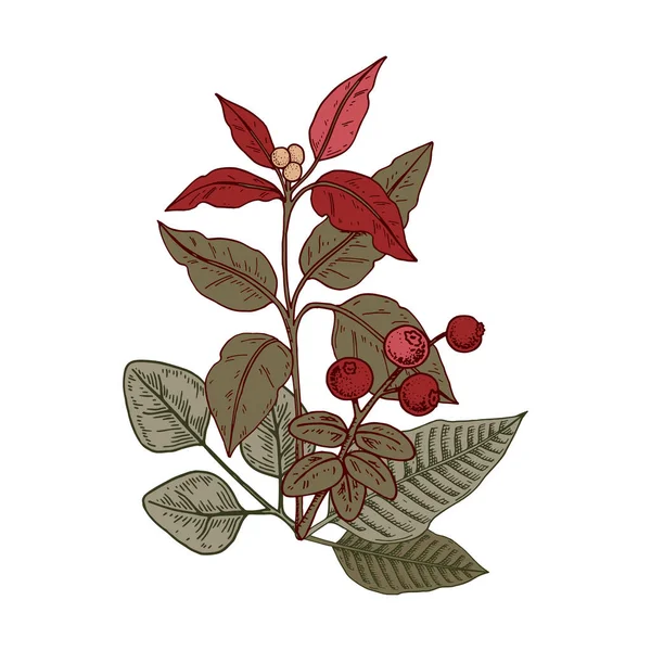 Composición Botánica Navideña Con Rama Poinsettia Ilustración Vectorial Estilo Boceto — Vector de stock
