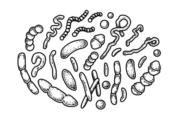 Set Hand Drawn Bacterias Microorganisms Vector Illustration Sketch Style Realistic — Image vectorielle