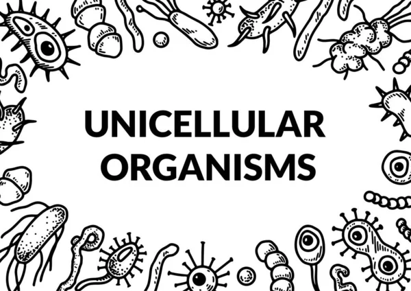 Microscopic Unicellular Organisms Design Scientific Biology Vector Illustration Sketch Style — стоковый вектор