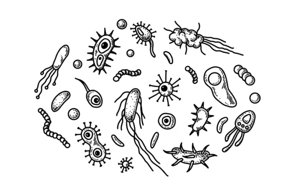 Set Hand Drawn Bacterias Microorganisms Vector Illustration Sketch Style Realistic — Stock Vector