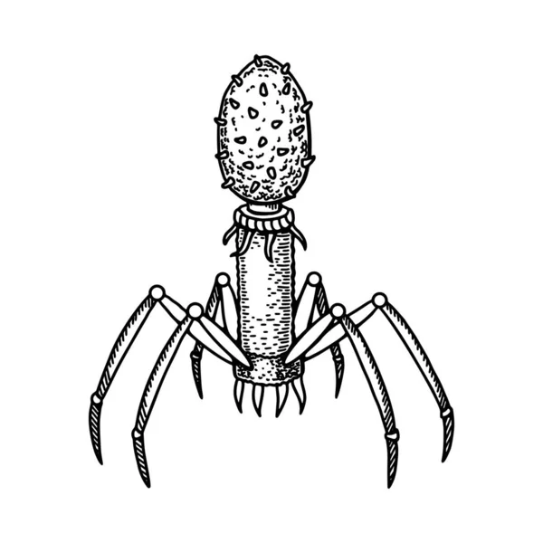 Hand Drawn Bacteriophage Isolated White Background Realistic Detailed Scientifical Vector — Stockvector
