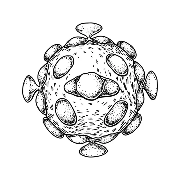 Handgezeichnetes Astrovirus Isoliert Auf Weißem Hintergrund Realistische Detaillierte Wissenschaftliche Vektorillustration — Stockvektor