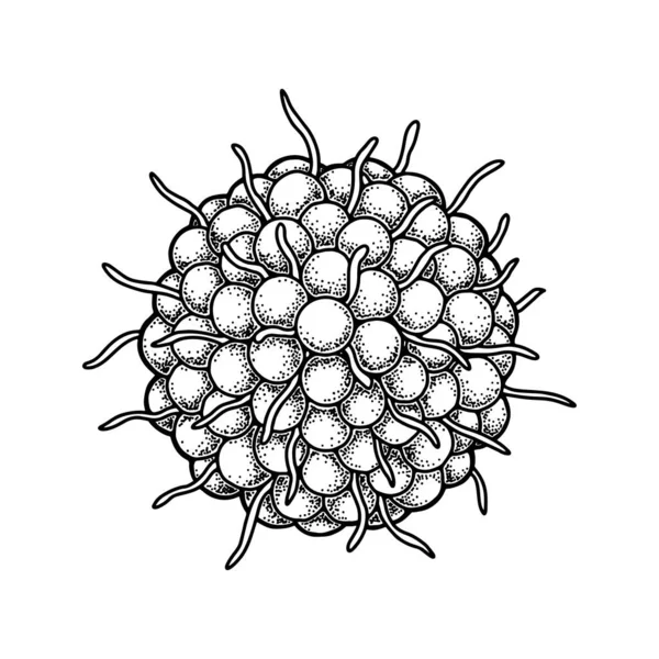 Hand Drawn Varicella Zoster Virus Isolated White Background Realistic Detailed — Stock vektor
