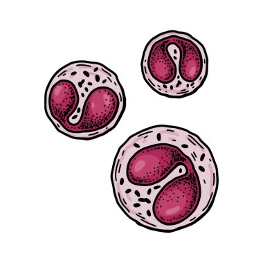 Eosinophil leukocyte white blood cells isolated on white background. Hand drawn scientific microbiology vector illustration in sketch style