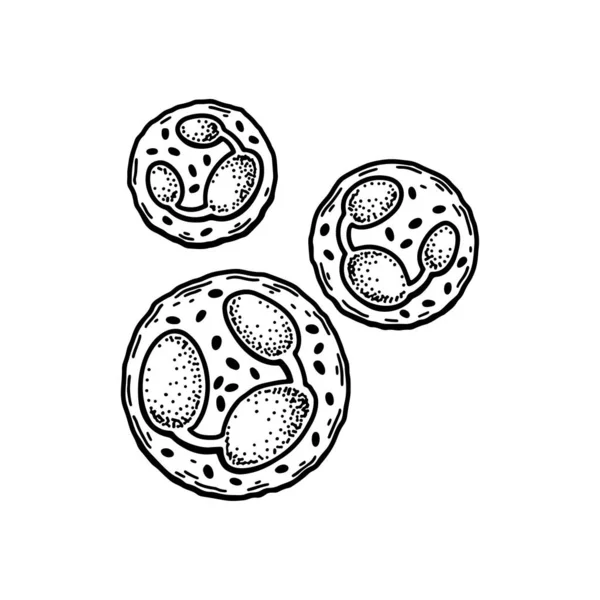 好中球白血球白血球は白色の背景に隔離された 手描きの科学微生物学ベクトル図スケッチスタイル — ストックベクタ