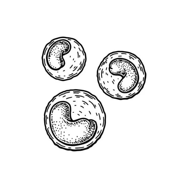 単球白血球白血球は白地に隔離されている 手描きの科学微生物学ベクトル図スケッチスタイル — ストックベクタ