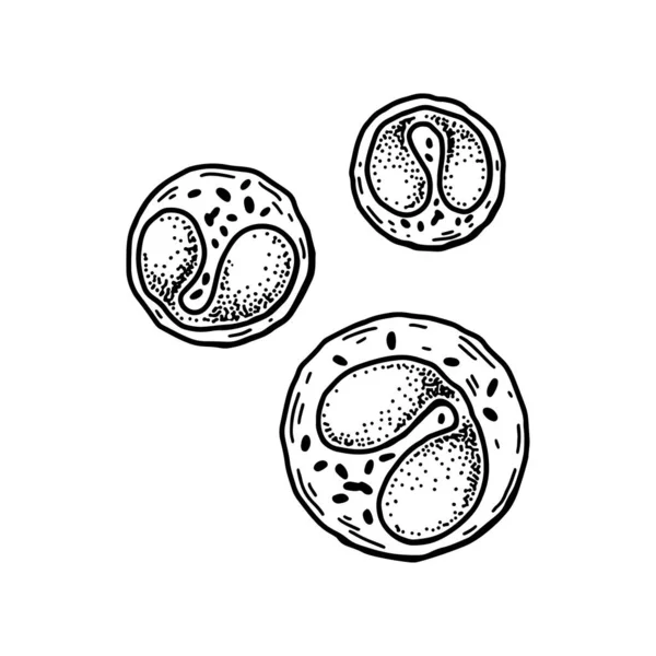 好酸球白血球白血球は白い背景に隔離されています 手描きの科学微生物学ベクトル図スケッチスタイル — ストックベクタ