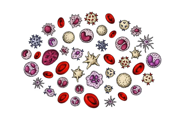 人間の血が売れる 医学の科学ポスター 微生物解剖図ベクトル図 — ストックベクタ