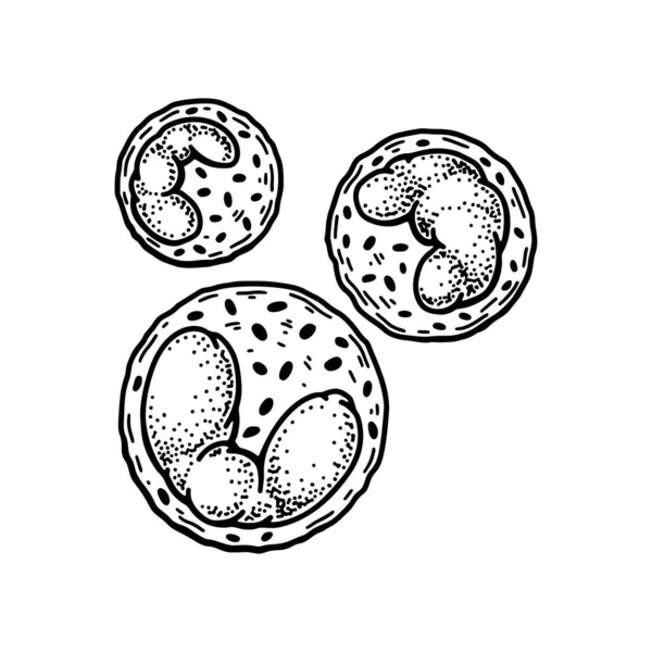 白の背景に分離された白血球白血球 手描きの科学微生物学ベクトル図スケッチスタイル — ストックベクタ