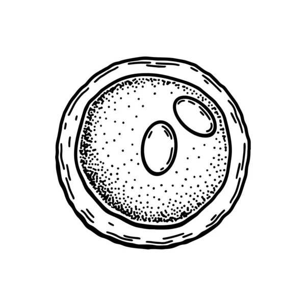 Lymphoblast Blood Cell Isolated White Background Hand Drawn Scientific Microbiology — Διανυσματικό Αρχείο