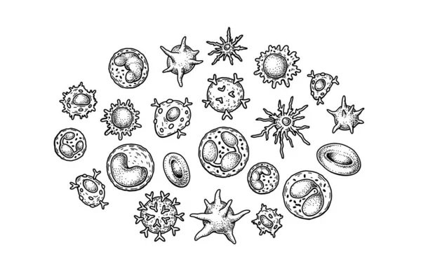 白血球は白地に隔離されている スケッチスタイルの科学微生物学ベクトルイラスト — ストックベクタ