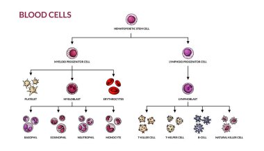 Hematopoziis diyagramı. İsimli insan kan hücreleri. Robot resim tarzında bilimsel mikrobiyoloji vektör çizimi. kan hücresel bileşenleri oluşumu