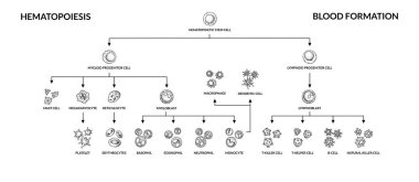 Hematopoziis diyagramı. İsimli insan kan hücreleri. Robot resim tarzında bilimsel mikrobiyoloji vektör çizimi. kan hücresel bileşenleri oluşumu