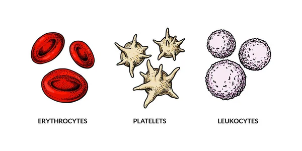 Blood Cells Isolated White Background Hand Drawn Erythrocytes Leukocytes Platelet — Stock Vector