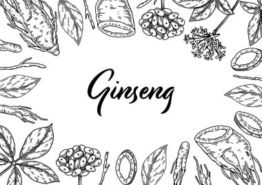 Ginseng yatay tasarımı. Çizim tarzında el çizimi botanik vektör çizimi. Paketleme, etiket, rozet için kullanılabilir. Bitkisel tıp geçmişi
