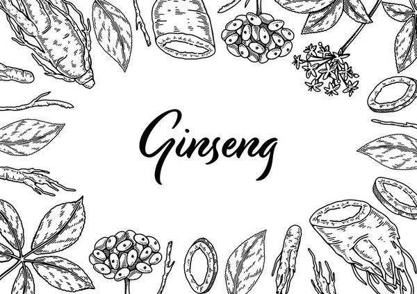 Ginseng Yatay Tasarımı Çizim Tarzında Çizimi Botanik Vektör Çizimi Paketleme — Stok Vektör