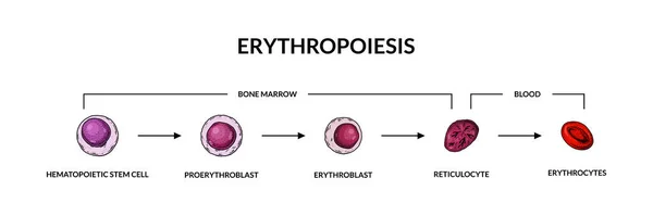 Red Blood Cells Development Erythropoiesis Scientific Microbiology Vector Illustration Sketch — Stock Vector
