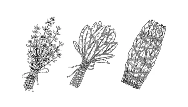 Kräuterbüschel Set Von Handgezeichneten Blattwürzungen Vektorillustration Skizzenstil — Stockvektor