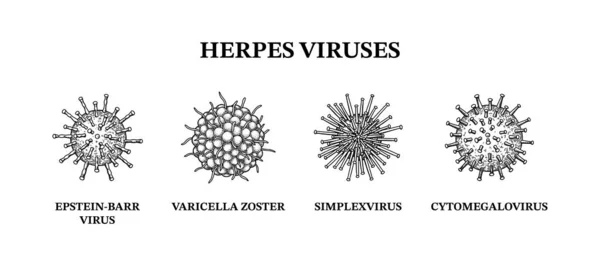 Virus Del Herpes Conjunto Dibujado Mano Microorganismos Ilustración Del Vector — Archivo Imágenes Vectoriales