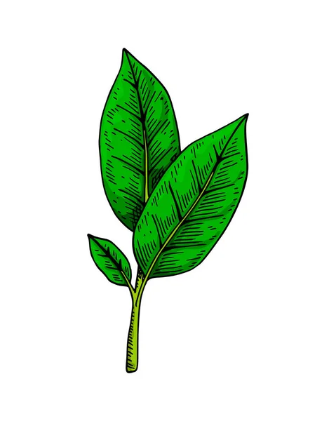 Green Tea Brunch Leaves Spring Fresh Foliage Hand Drawn Botanical — Stock Vector