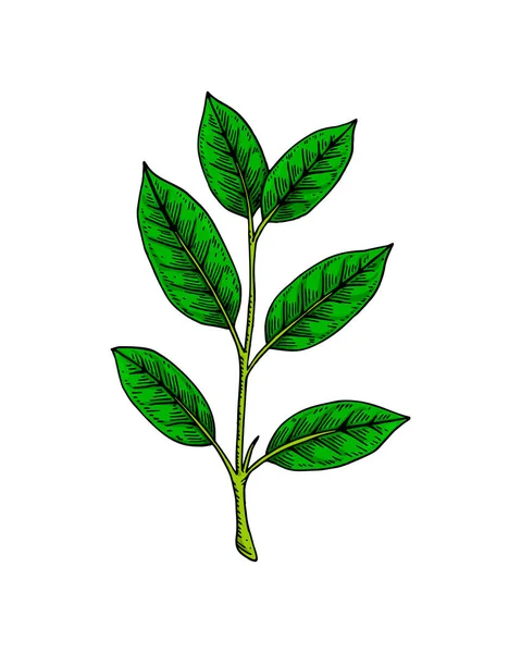 葉のある緑茶ブランチ 春の新緑 手描きの植物ベクトルイラストをカラースケッチスタイルで — ストックベクタ