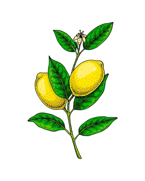 Zitronenzweig Mit Früchten Blättern Und Blüten Bunte Handgezeichnete Vektorillustration Skizzenstil — Stockvektor