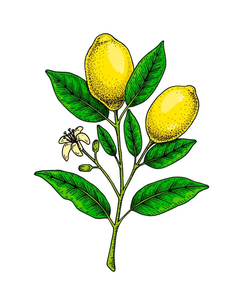 Zitronenzweig Mit Früchten Blättern Und Blüten Bunte Handgezeichnete Vektorillustration Skizzenstil — Stockvektor