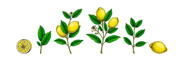 Frutos Limón Ramas Hojas Rodajas Colorida Ilustración Vectorial Dibujada Mano — Vector de stock