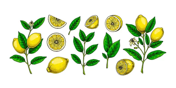 Zitronenfrüchte Zweige Blätter Und Scheiben Bunte Handgezeichnete Vektorillustration Skizzenstil Tropische — Stockvektor