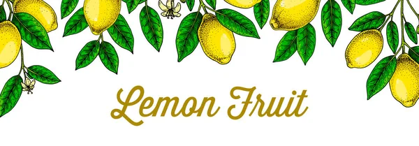 Horisontell Citron Bakgrund Handritad Färgglada Vektor Illustration Skiss Stätta Design — Stock vektor