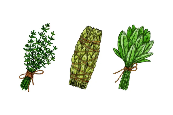 Camarões Ervas Conjunto Temperos Folhas Desenhadas Mão Ilustração Vetorial Estilo —  Vetores de Stock