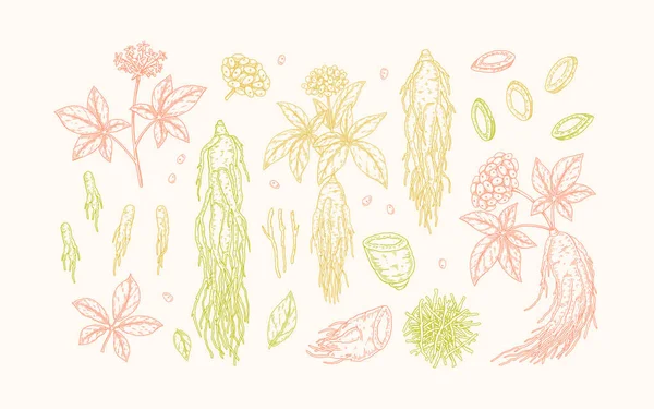 Σετ Από Χειροποίητα Άγρια Ρίζα Τζίνσενγκ Φυτό Λουλούδι Μούρα Βοτανικός — Διανυσματικό Αρχείο