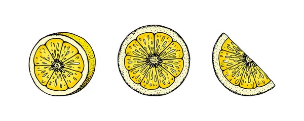 Fatias Limão Ilustração Vetorial Desenhada Mão Colorida Estilo Esboço Frutos — Vetor de Stock