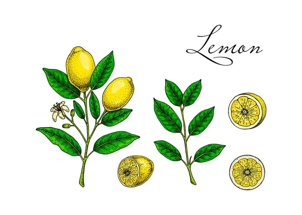 Zitronenfrüchte Zweige Blätter Und Scheiben Bunte Handgezeichnete Vektorillustration Skizzenstil Tropische — Stockvektor